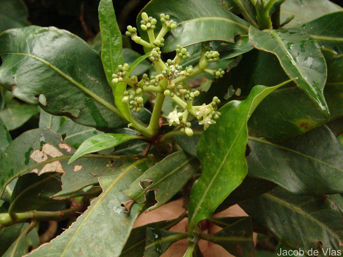 Psychotria gardneri Hook.f.